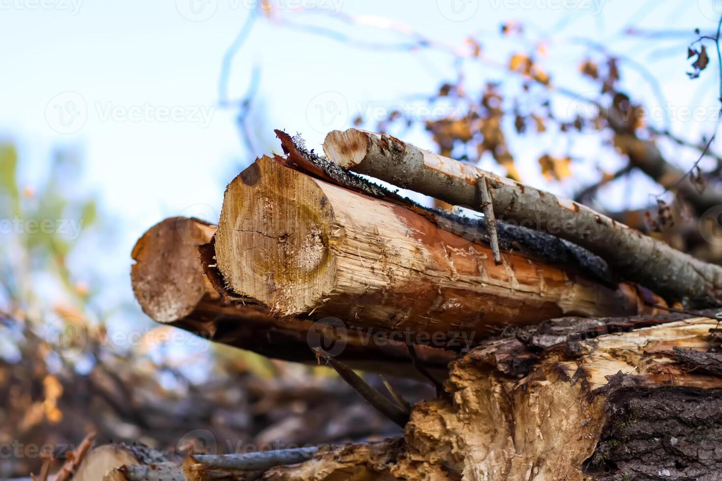 A pile of sawn logs on a field. photo