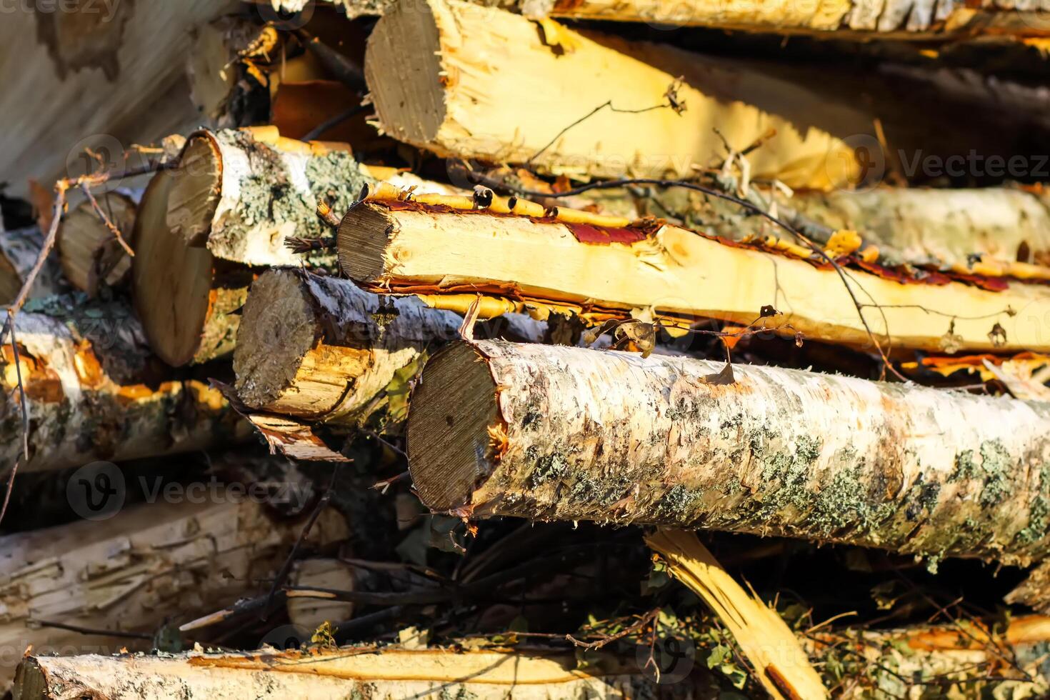 A pile of sawn logs on a field. photo