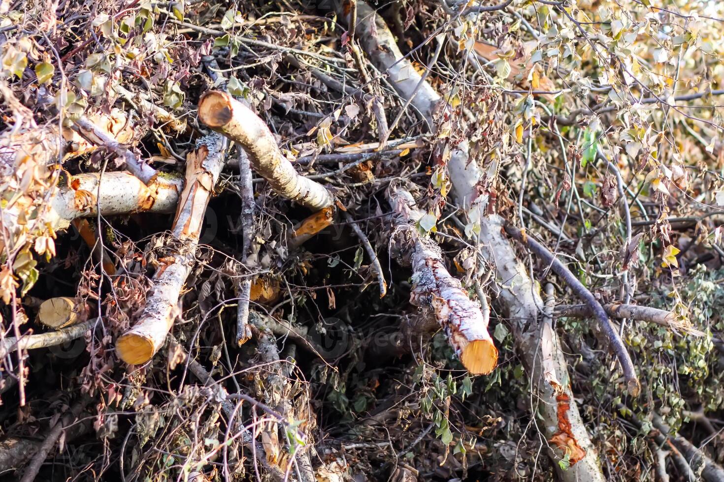 A large pile of tree branches at a logging camp. photo