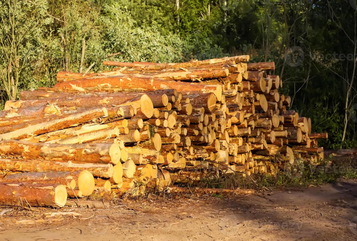 A pile of sawn logs on a field. photo