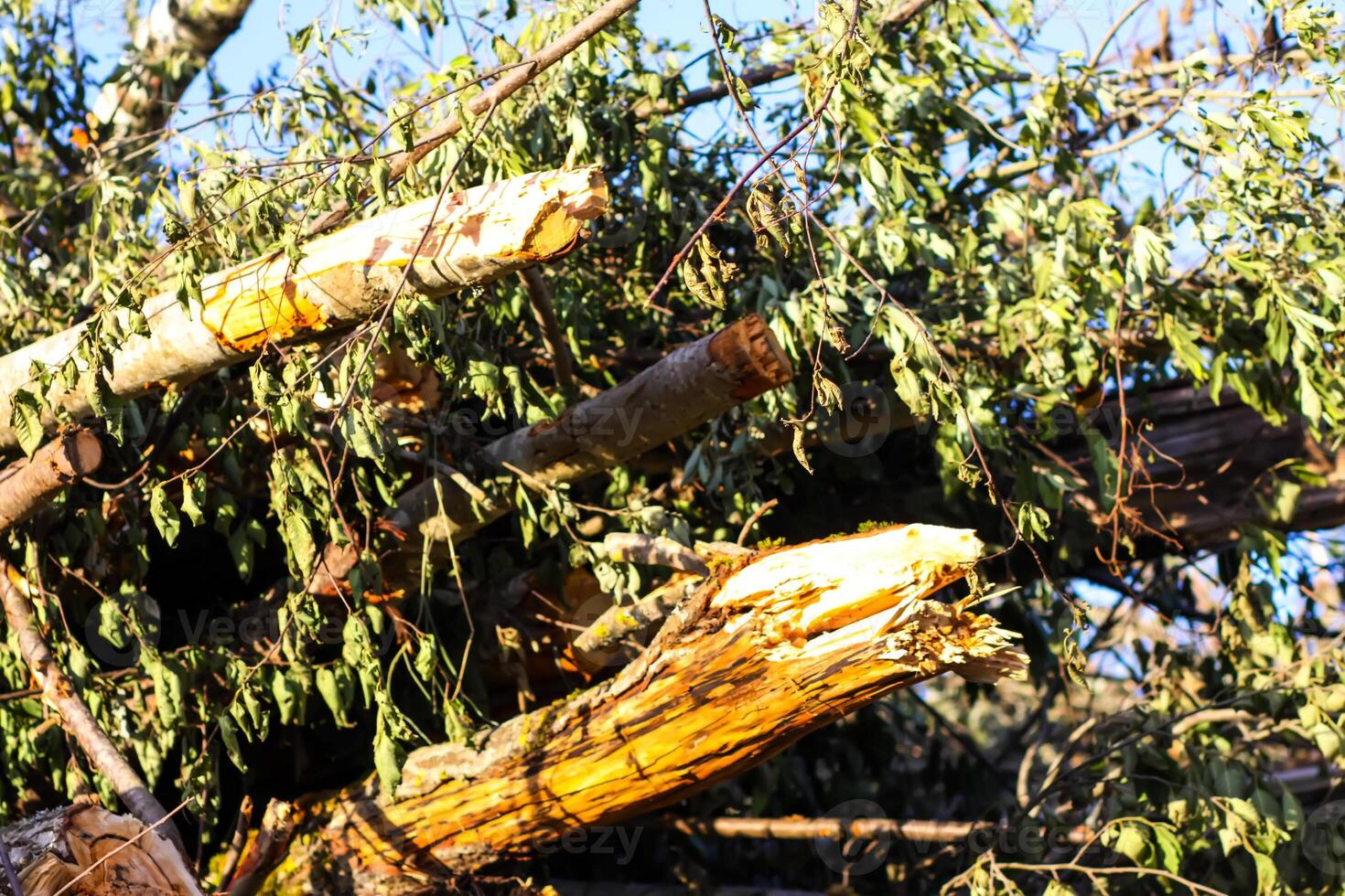 A large pile of tree branches at a logging camp. photo