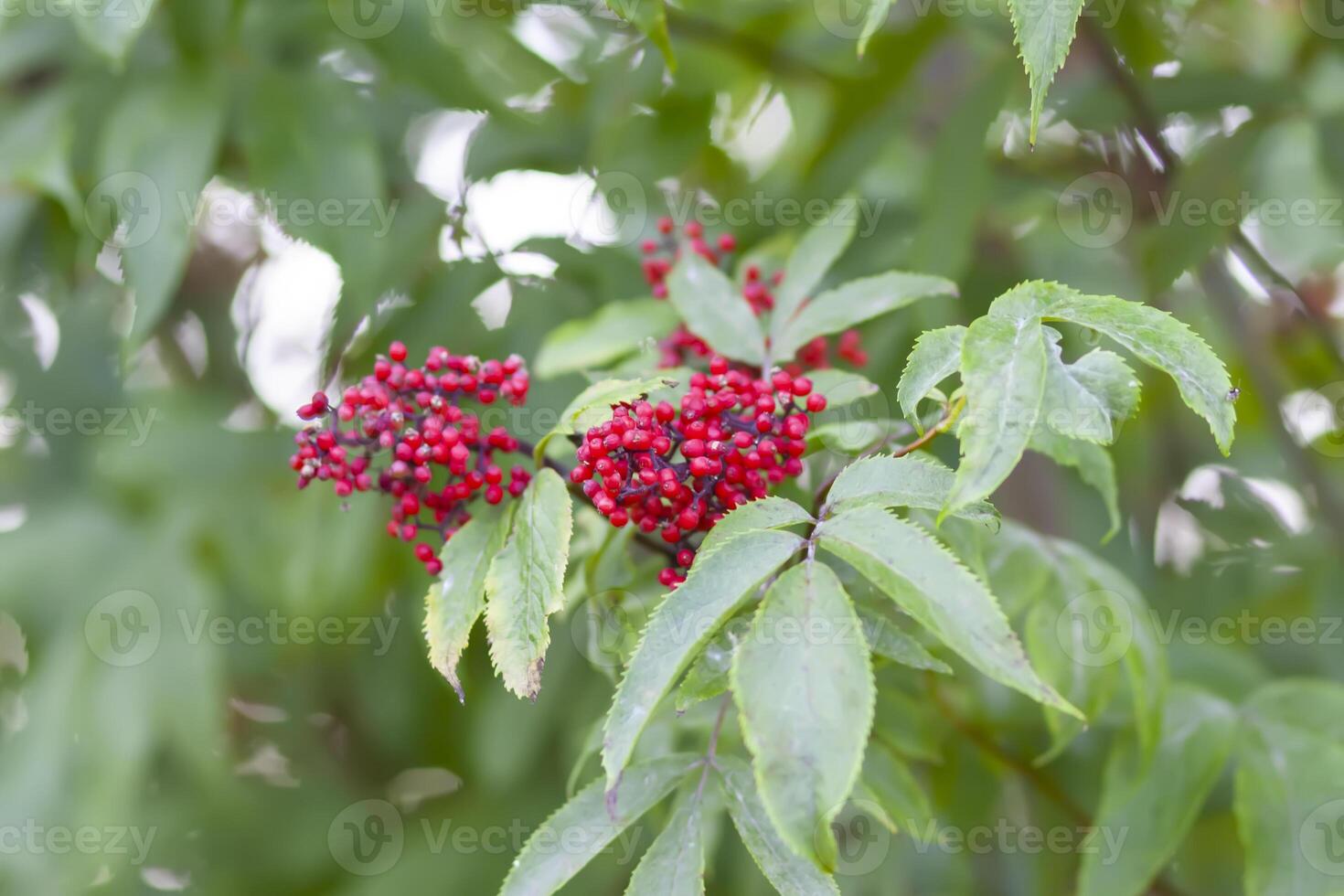 Bush of red elderberry plant. Sambucus racemosa. photo