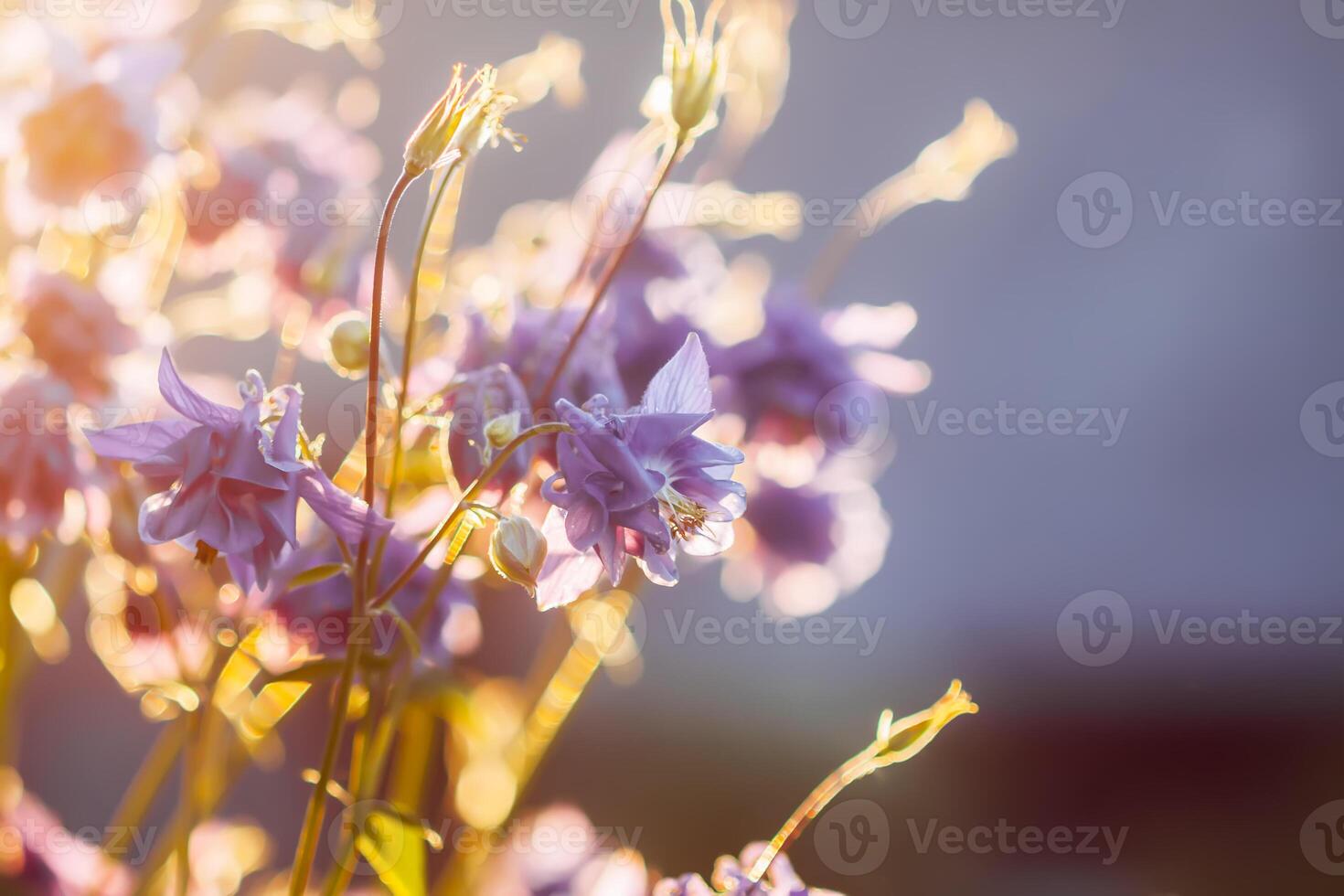 Beautiful garden flowers in bloom. Decorative plants in flowering season. photo