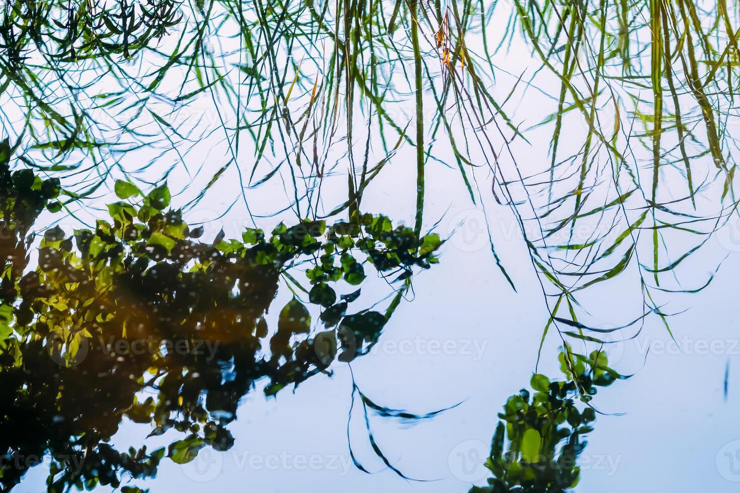 Lake water surface reflecting trees and plants. photo