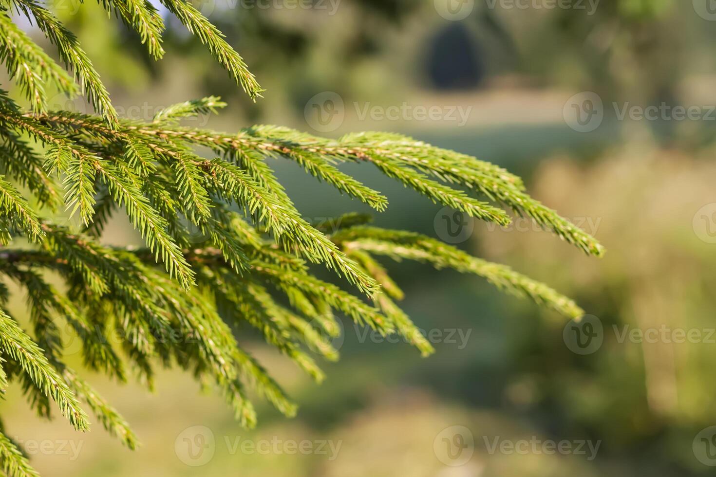 Landscape in the countryside in summertime. photo