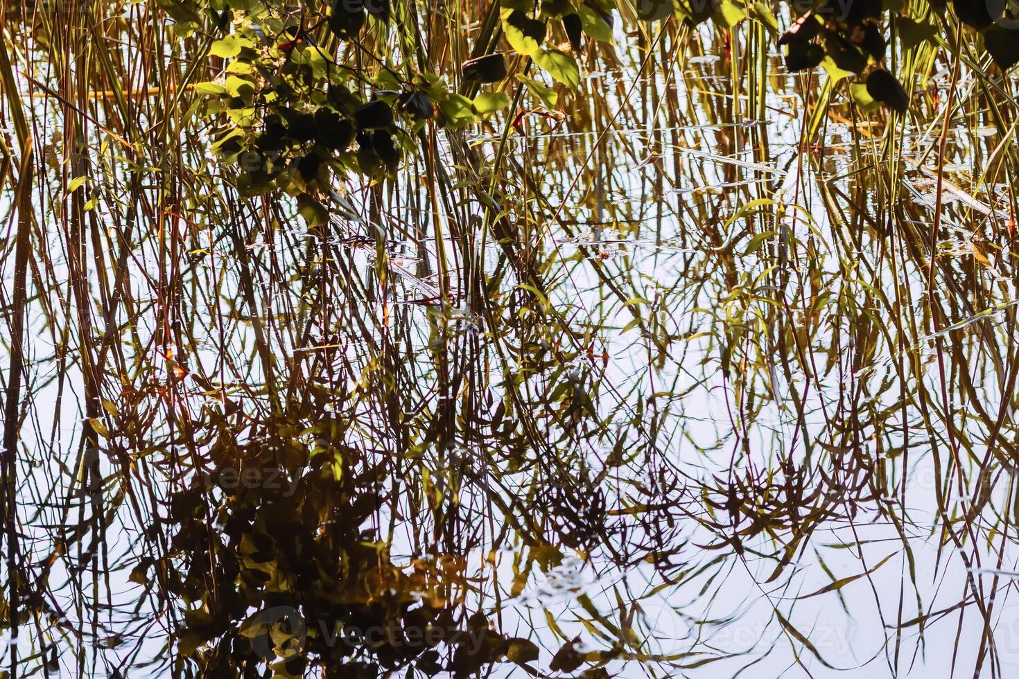 Lake water surface reflecting trees and plants. photo