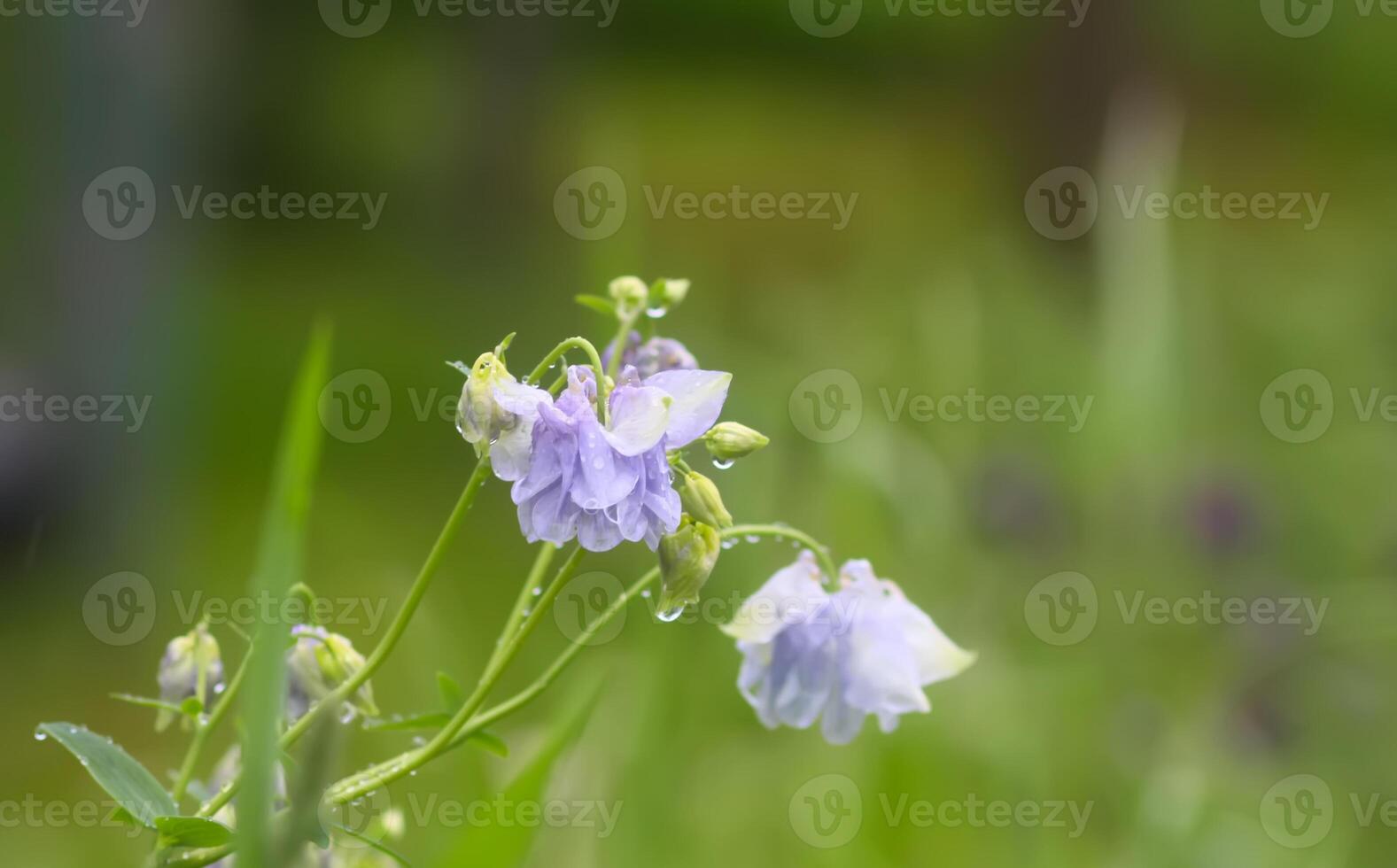 Columbine or Aquilegia flowers blossoms in the flower garden. photo