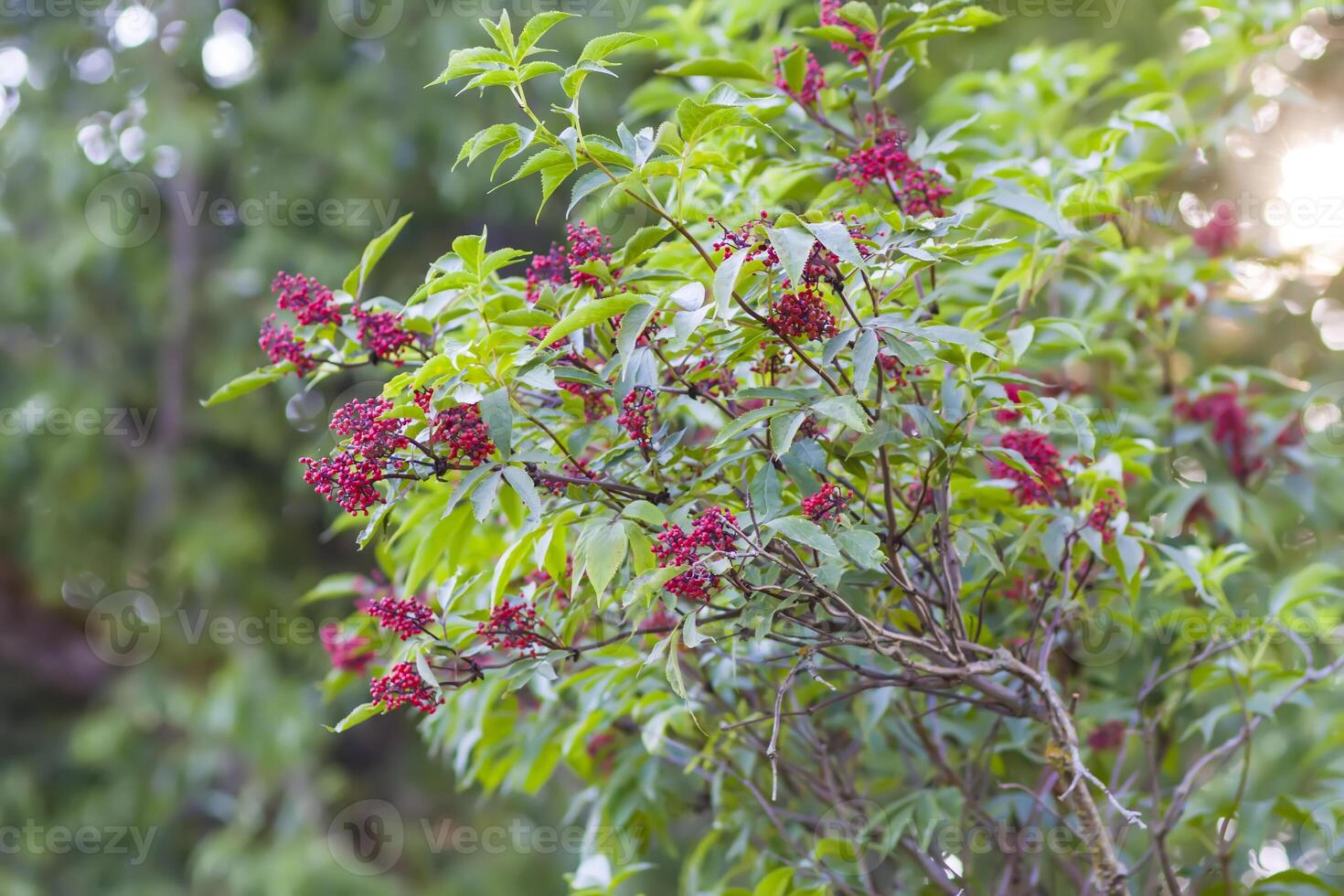 Bush of red elderberry plant. Sambucus racemosa. photo