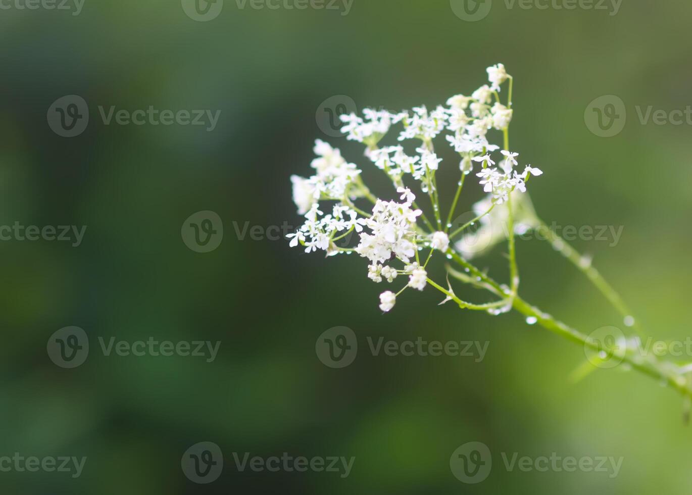 Cow parsley white flowers growing in the countryside photo