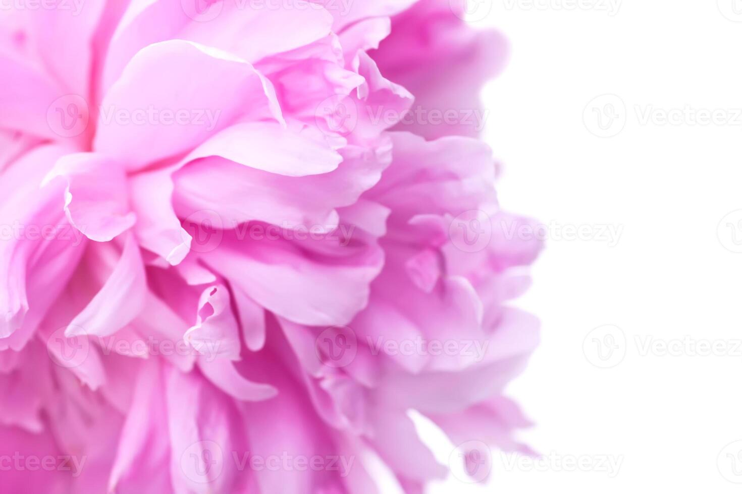 Pink peonies. Beautiful spring flowers in flowering season. photo