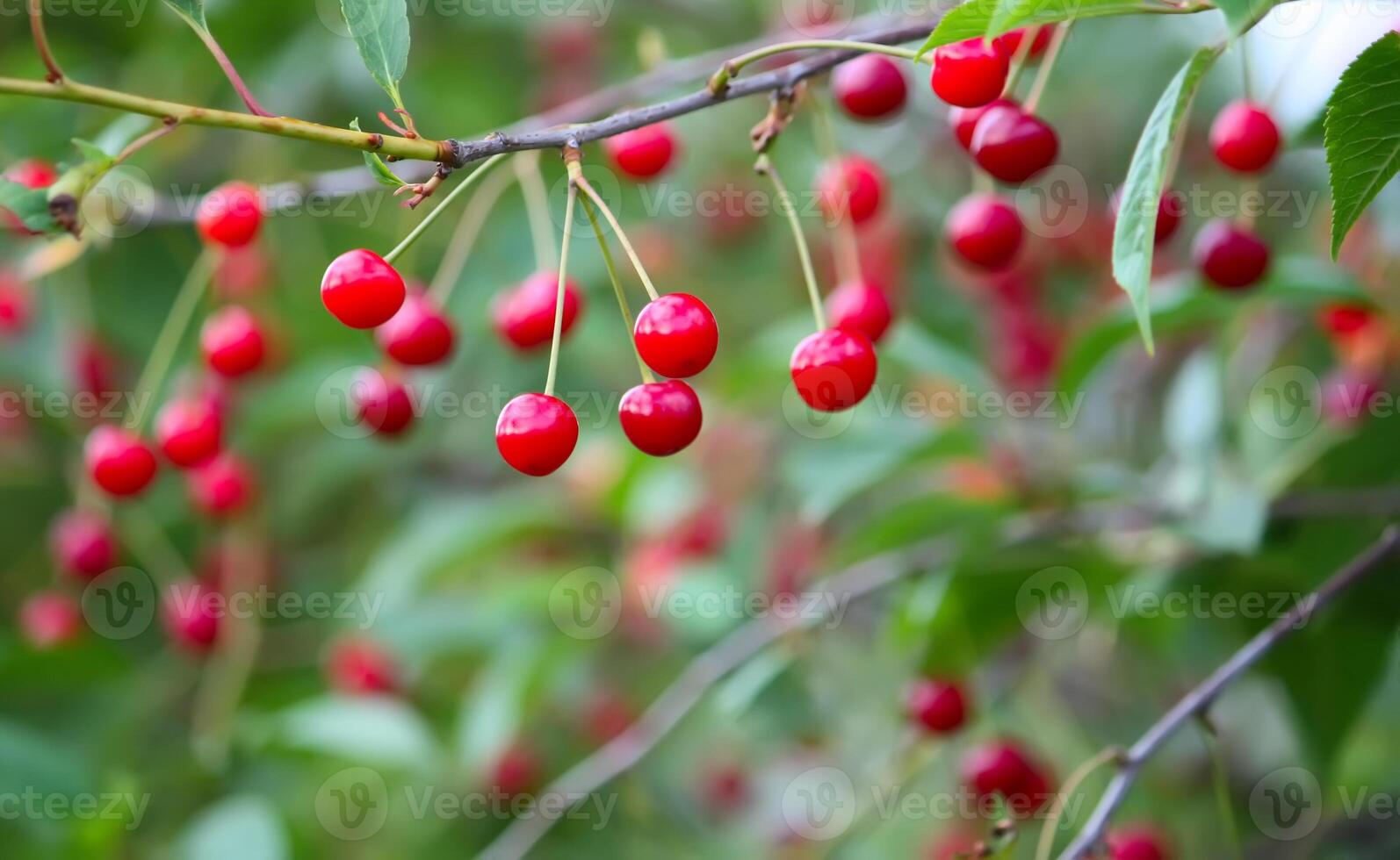 Branch with ripe red juicy cherries on a tree in a garden. photo