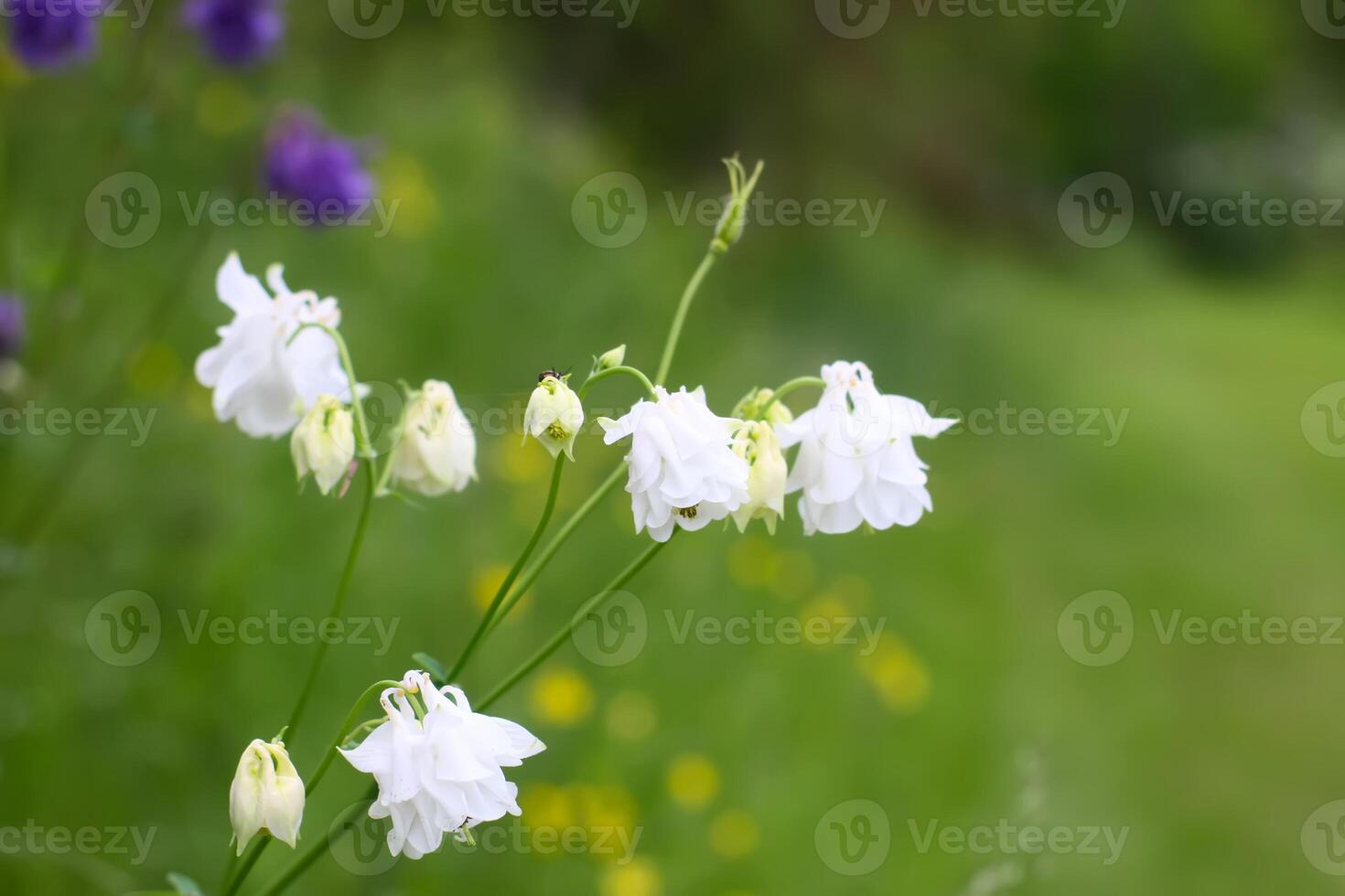 Columbine or Aquilegia flowers blossoms in the flower garden. photo