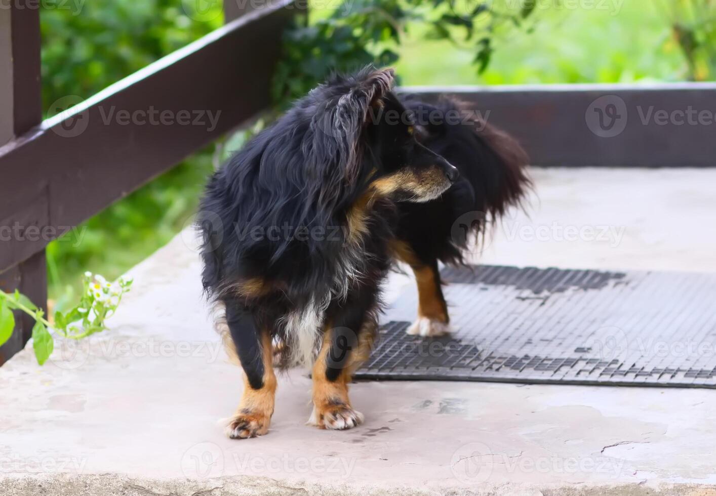 Dog on the threshold. photo