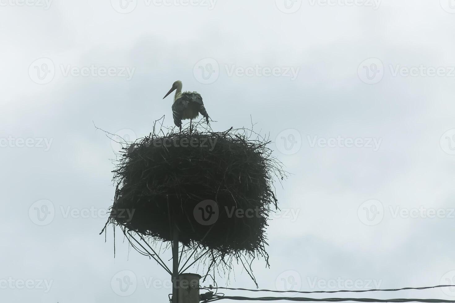 Stork on the nest made on the electric pole photo
