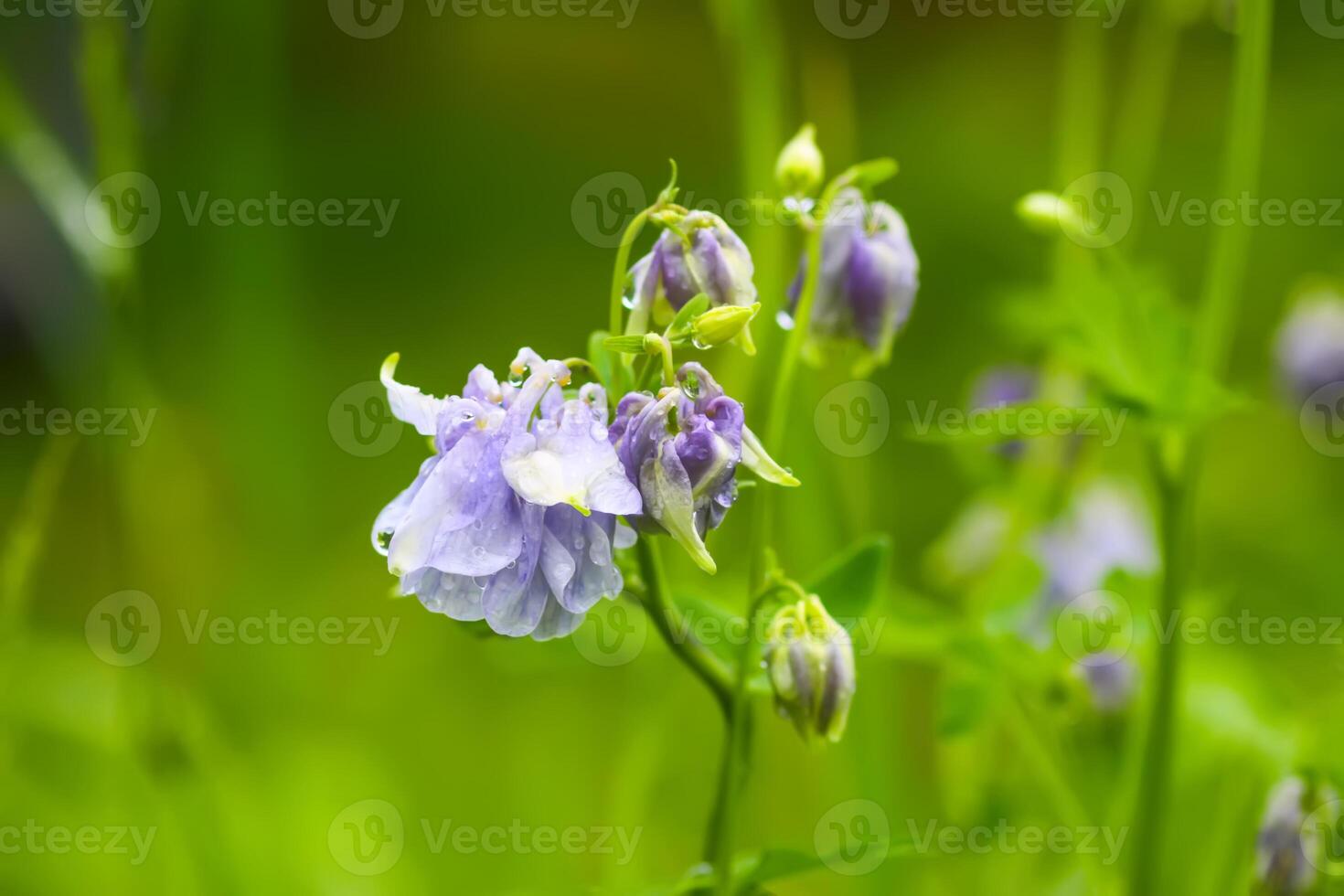 Columbine or Aquilegia flowers blossoms in the flower garden. photo