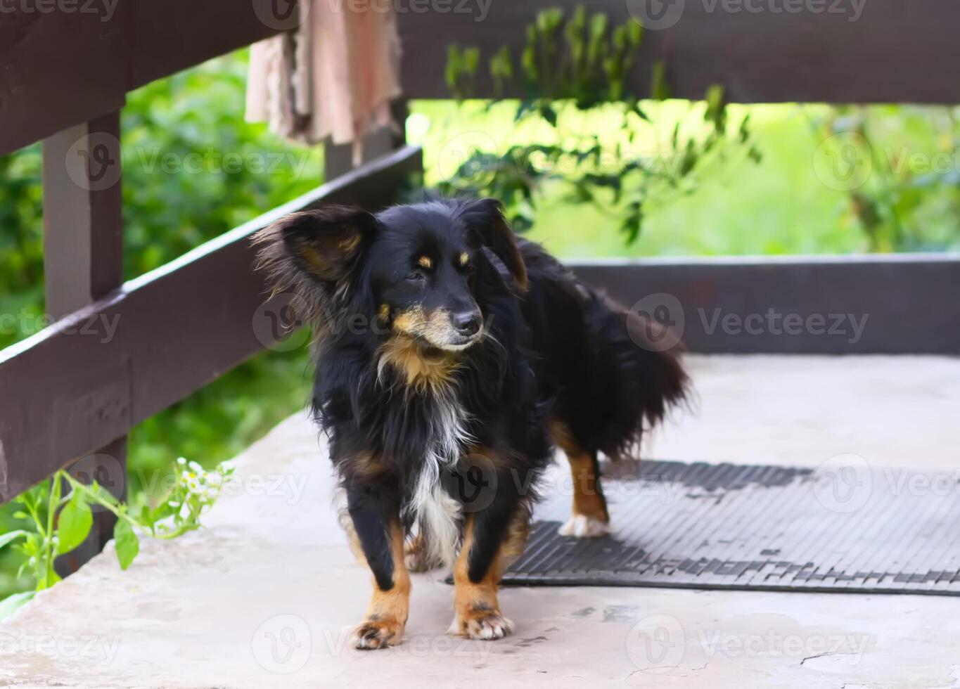 Dog on the threshold. photo