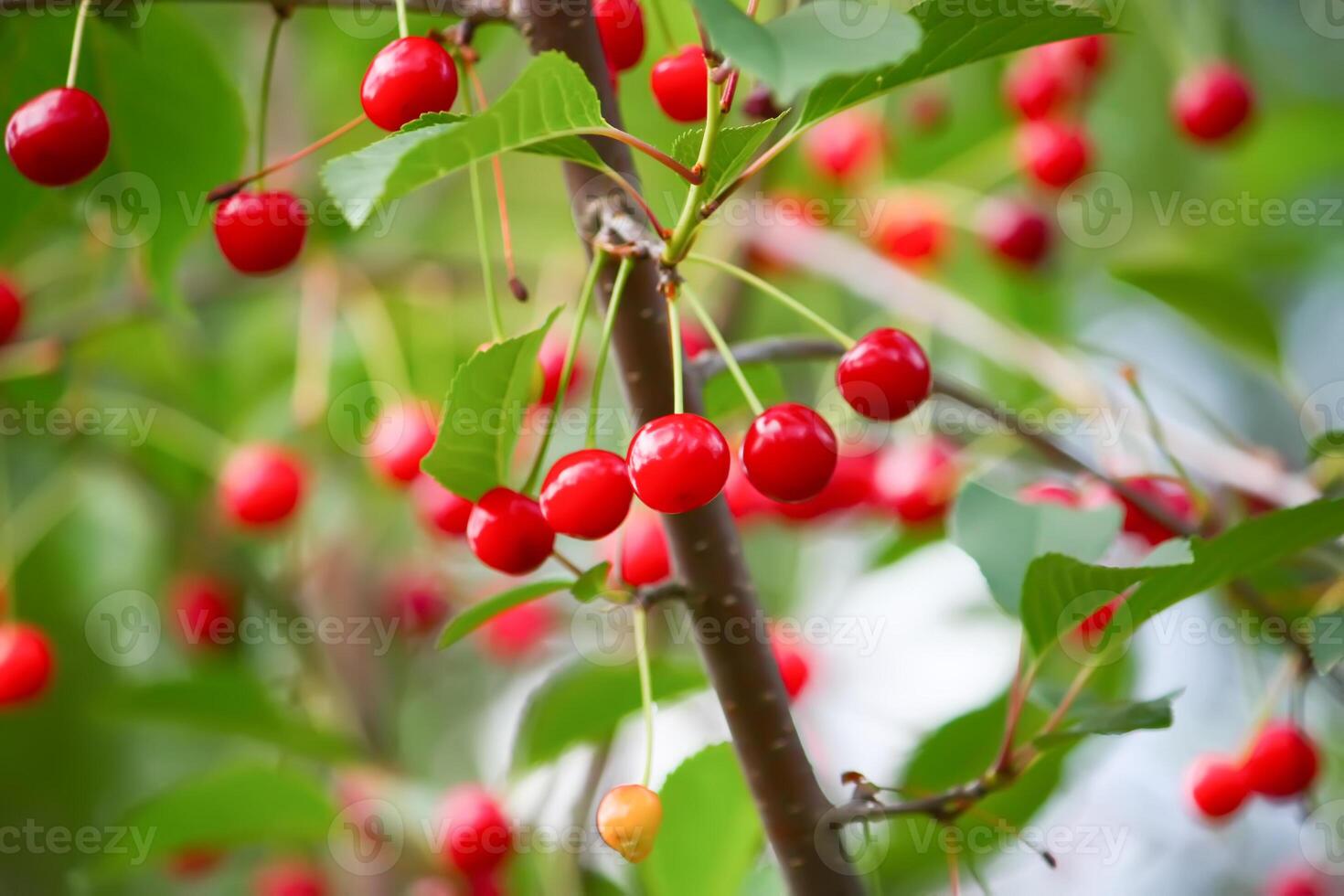 Branch with ripe red juicy cherries on a tree in a garden. photo