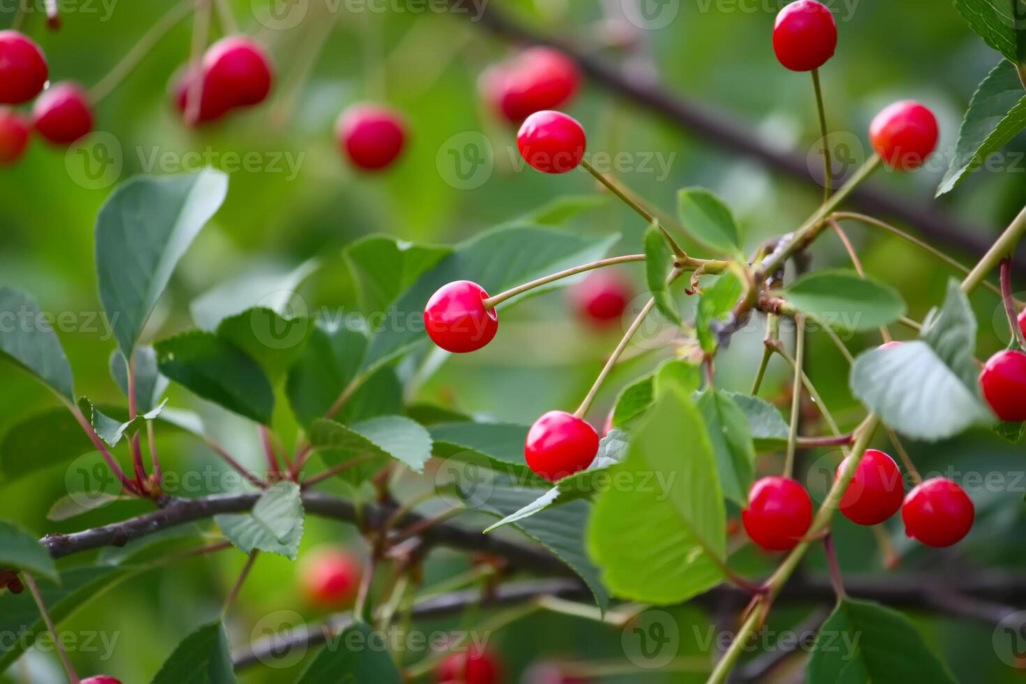 Branch with ripe red juicy cherries on a tree in a garden. photo
