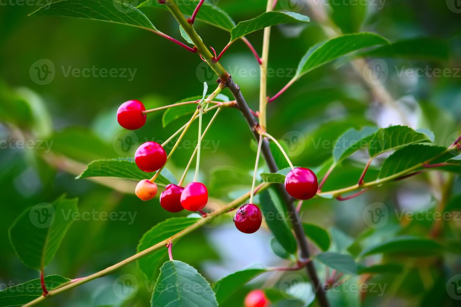 Branch with ripe red juicy cherries on a tree in a garden. photo