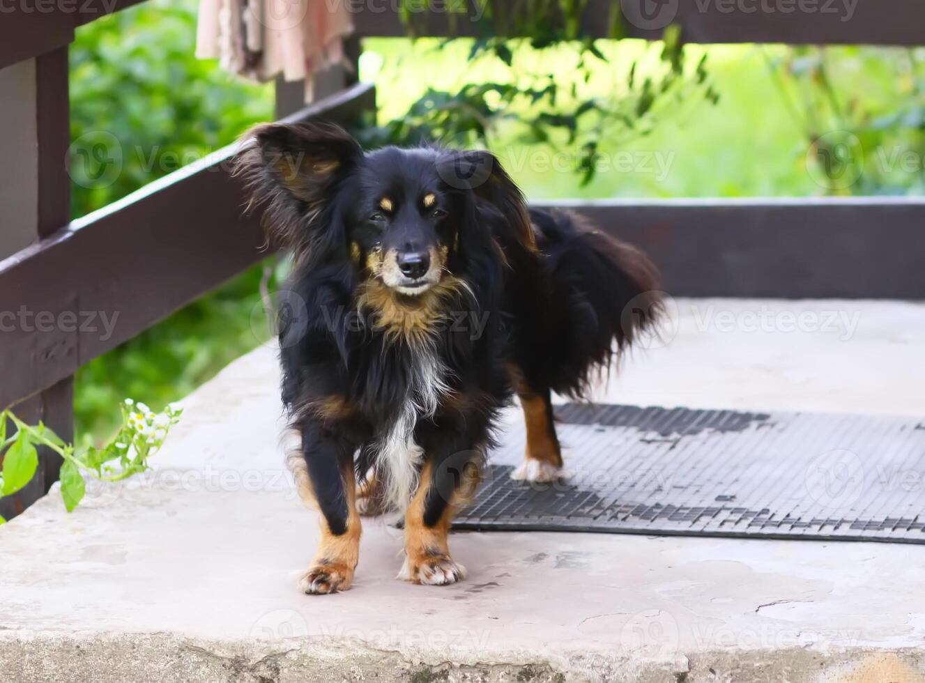 Dog on the threshold. photo