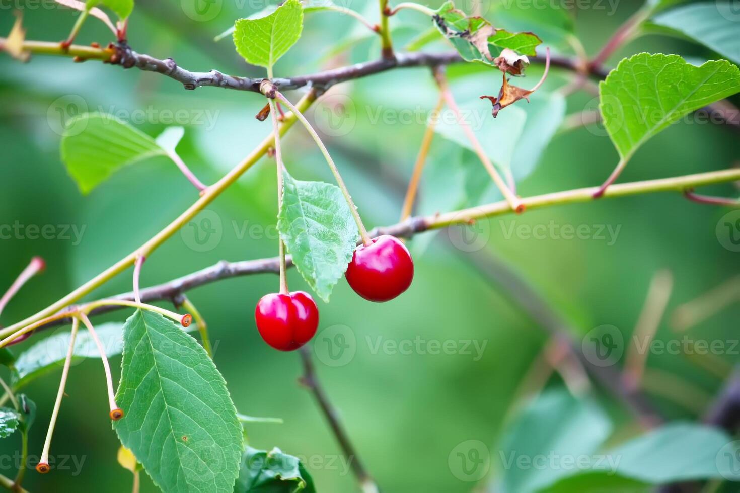 Branch with ripe red juicy cherries on a tree in a garden. photo