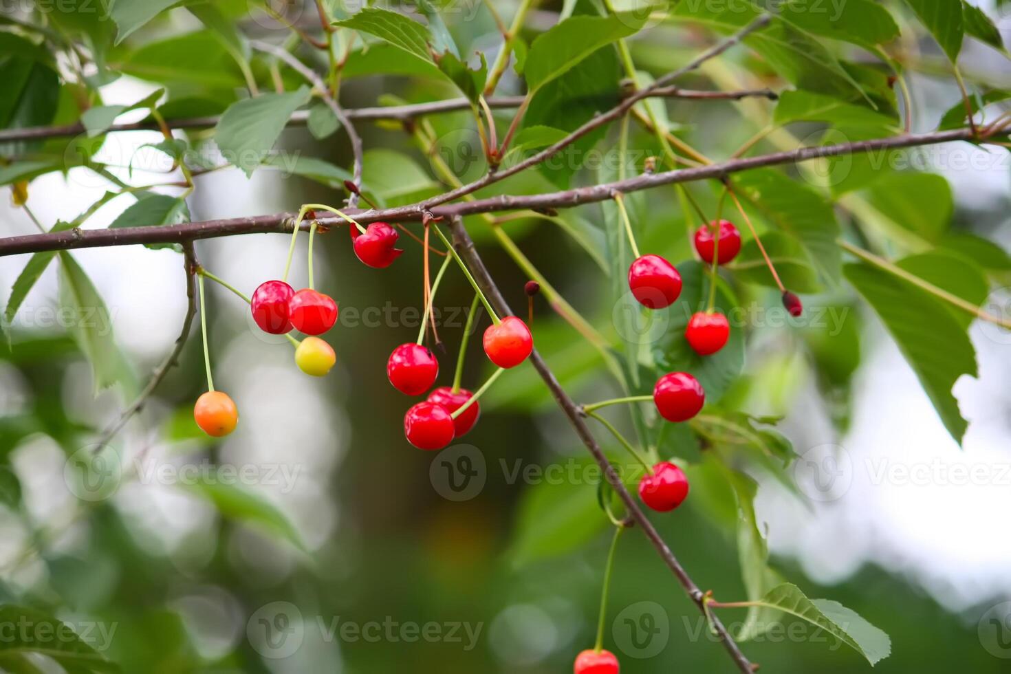 Branch with ripe red juicy cherries on a tree in a garden. photo