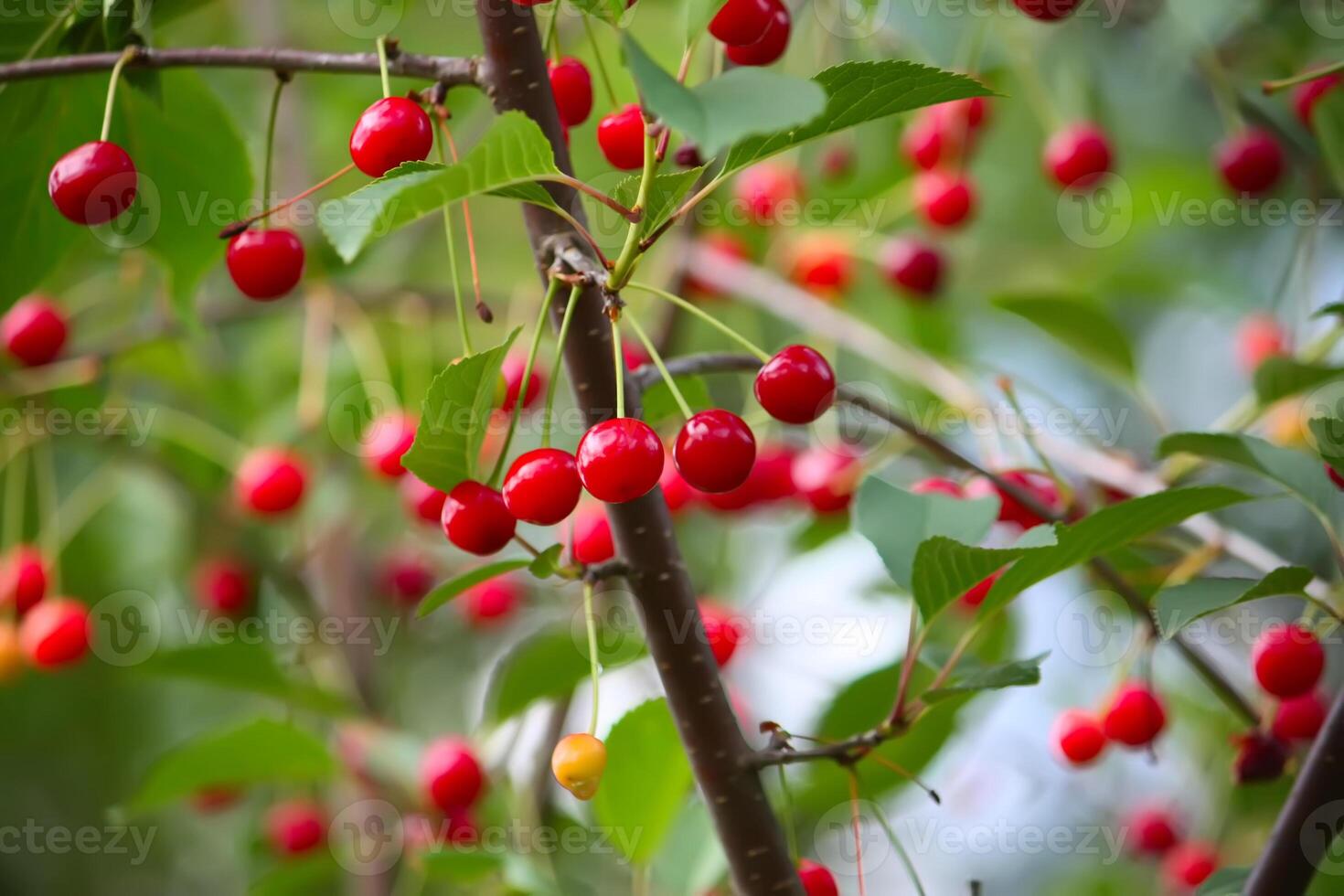 Branch with ripe red juicy cherries on a tree in a garden. photo