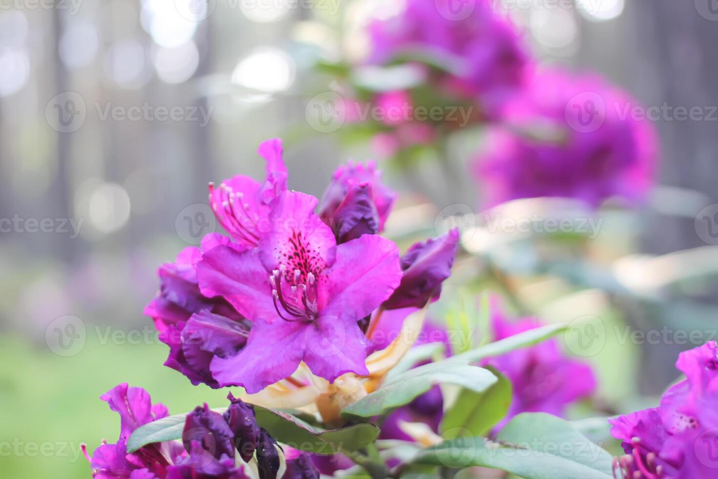 Rhododendron plants in the garden. Pink flowers close up. photo
