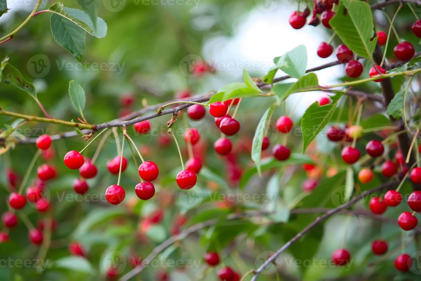 Branch with ripe red juicy cherries on a tree in a garden. photo