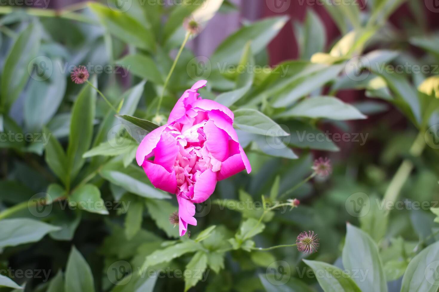 Pink peony flowers in full bloom. Beautiful ornamental plants in flowering season. photo