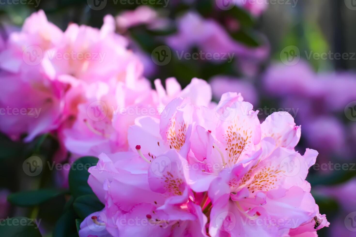 Rhododendron plants in the garden. Pink flowers close up. photo