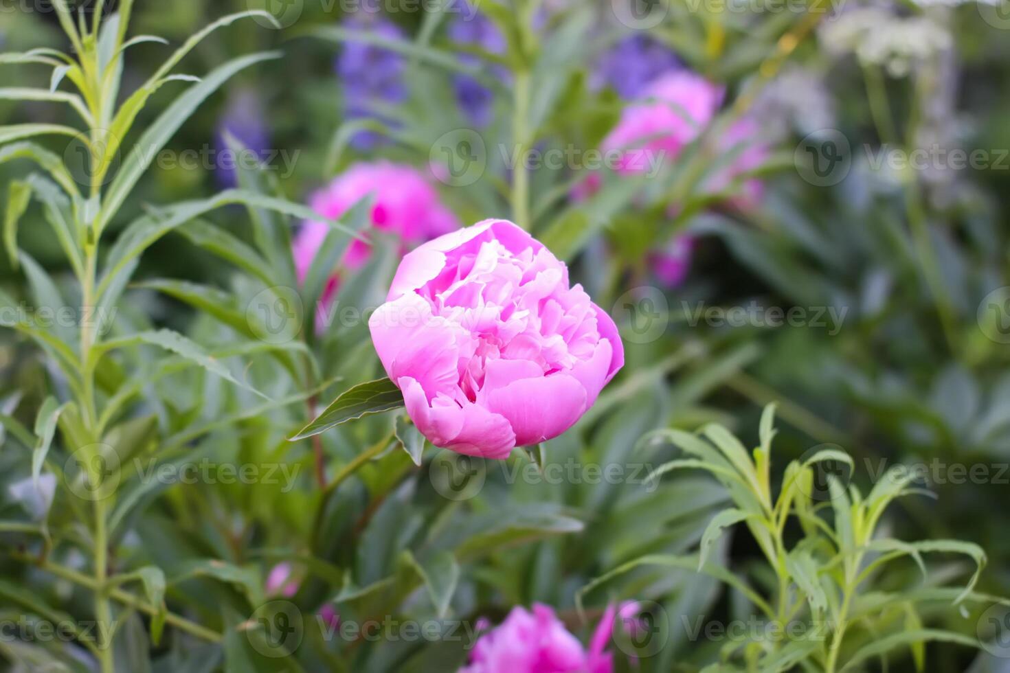 Pink peony flowers in full bloom. Beautiful ornamental plants in flowering season. photo