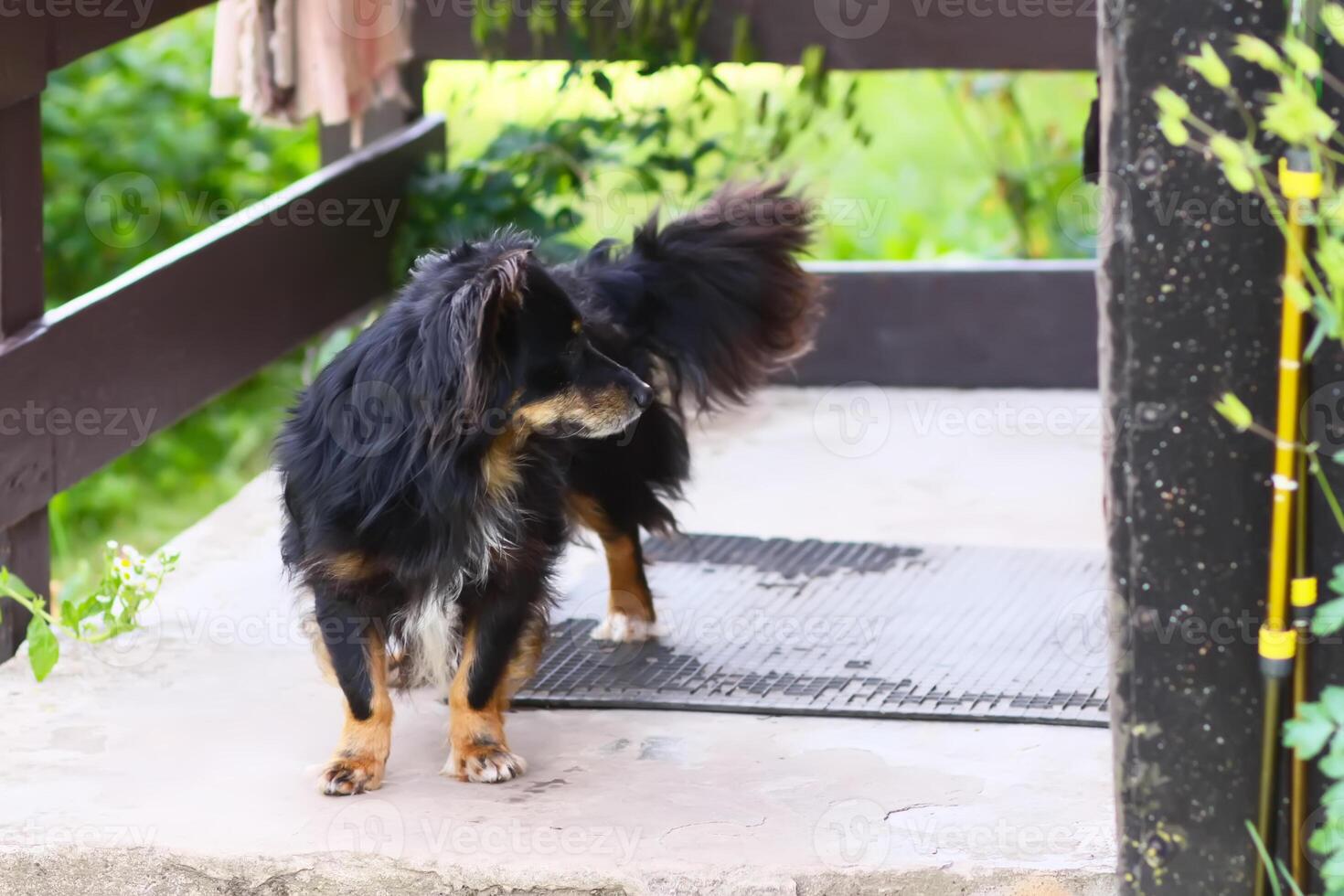 Dog on the threshold. photo