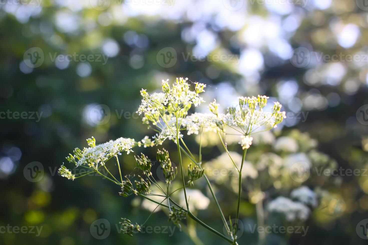 Cow parsley white flowers growing in the countryside photo