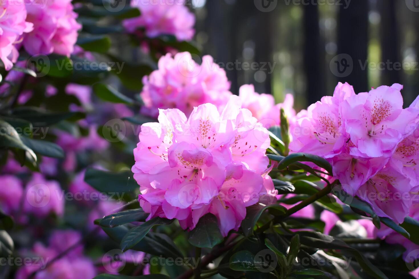 Rhododendron plants in the garden. Pink flowers close up. photo