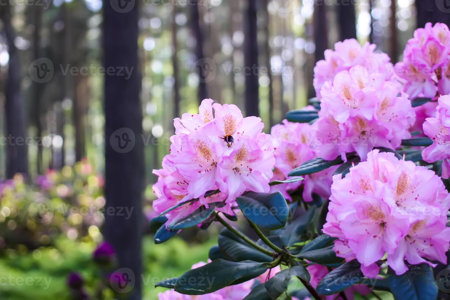 Rhododendron plants in the garden. Pink flowers close up. photo