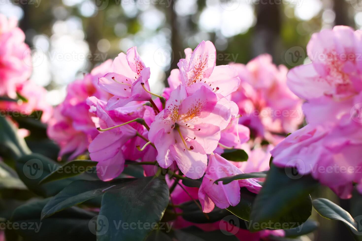 Rhododendron plants in the garden. Pink flowers close up. photo