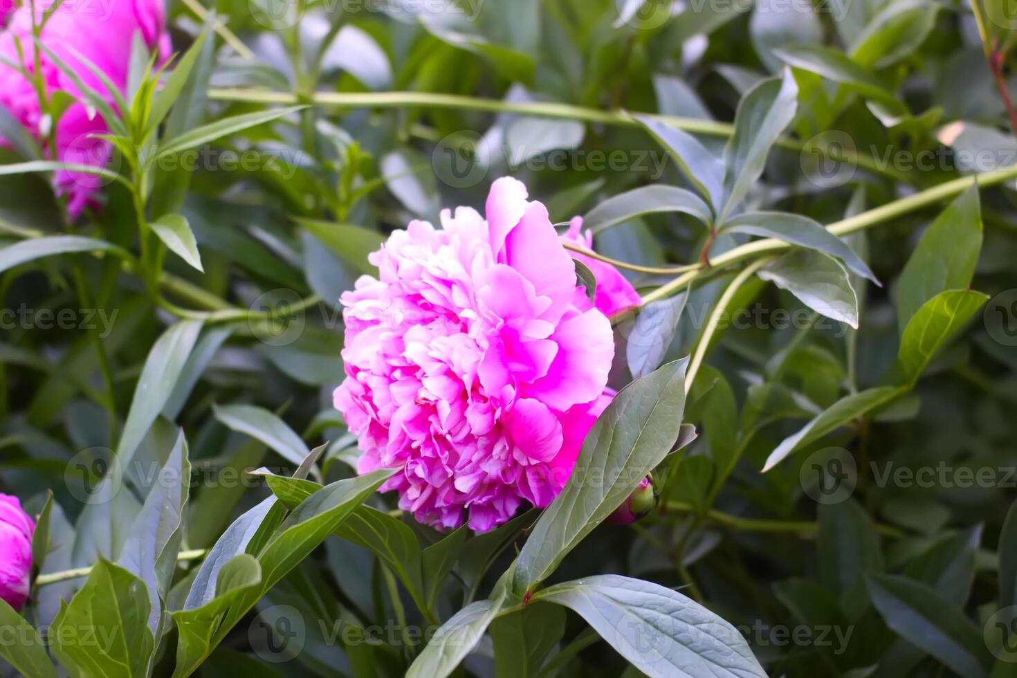 Pink peony flowers in full bloom. Beautiful ornamental plants in flowering season. photo