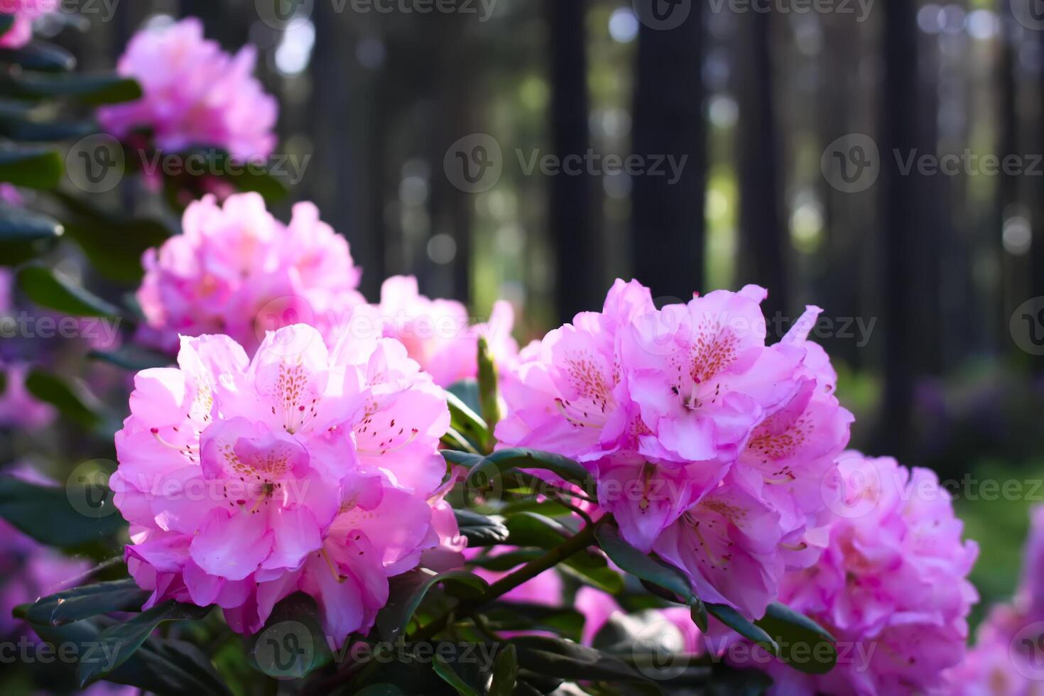 Rhododendron plants in the garden. Pink flowers close up. photo