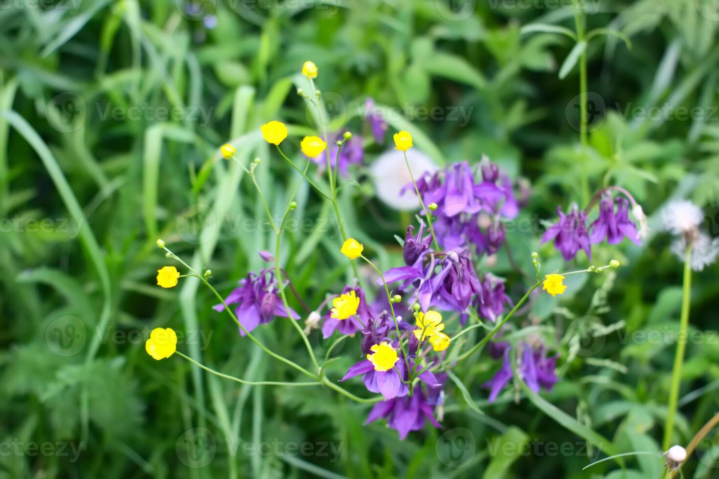 Columbine or Aquilegia flowers blossoms in the flower garden. photo