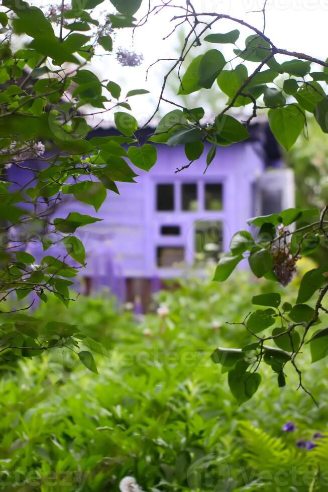Rural wooden house building and green plants in summer season. photo