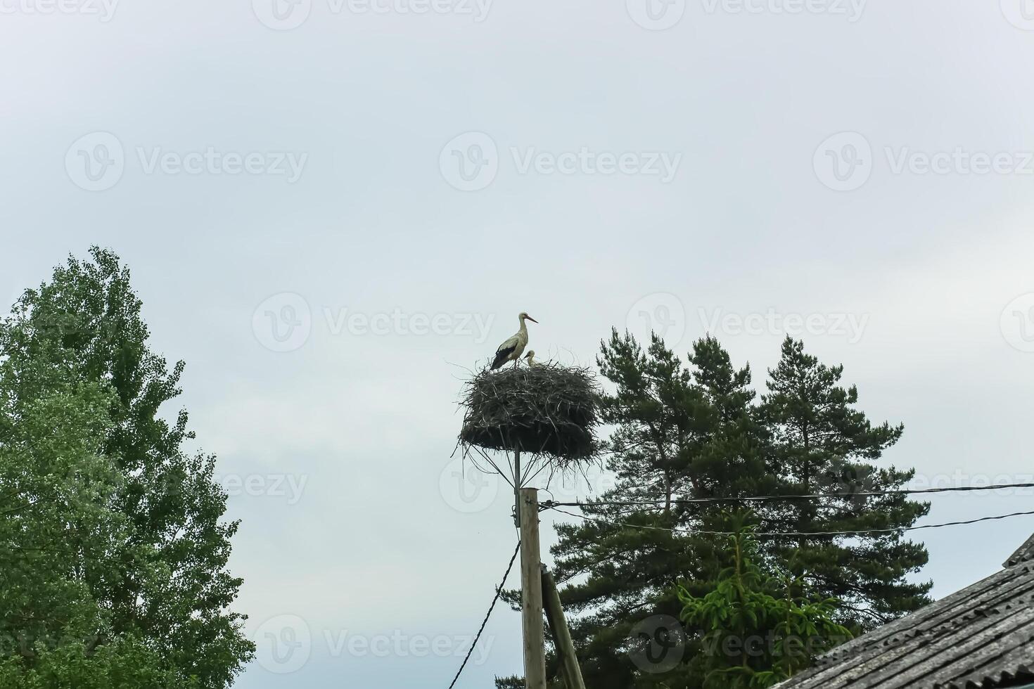 Stork on the nest made on the electric pole photo