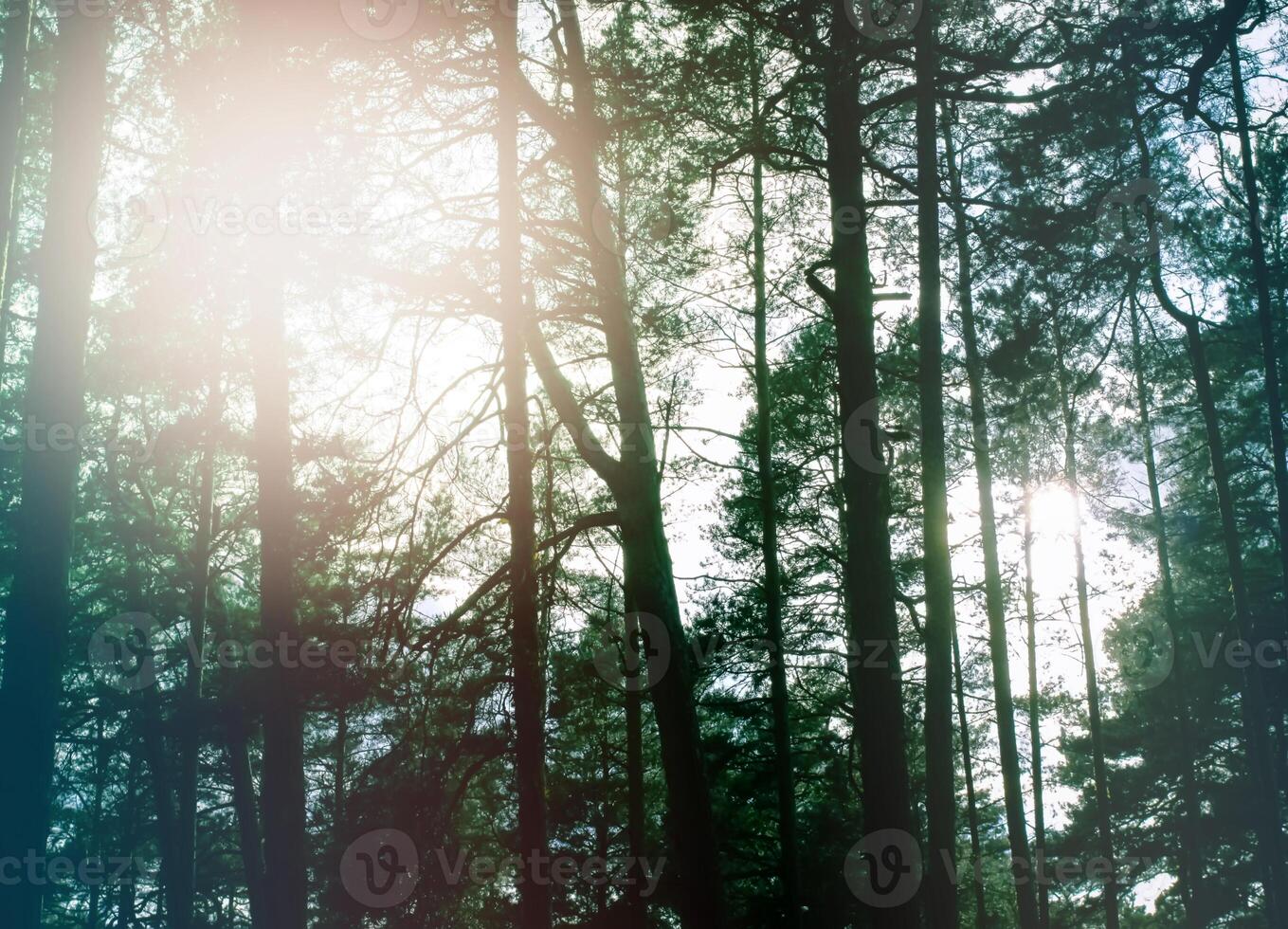 Wild forest nature view in summer evening. photo