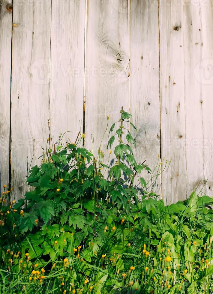 The Motherwort medical plant growing near the weathered wooden wall. photo