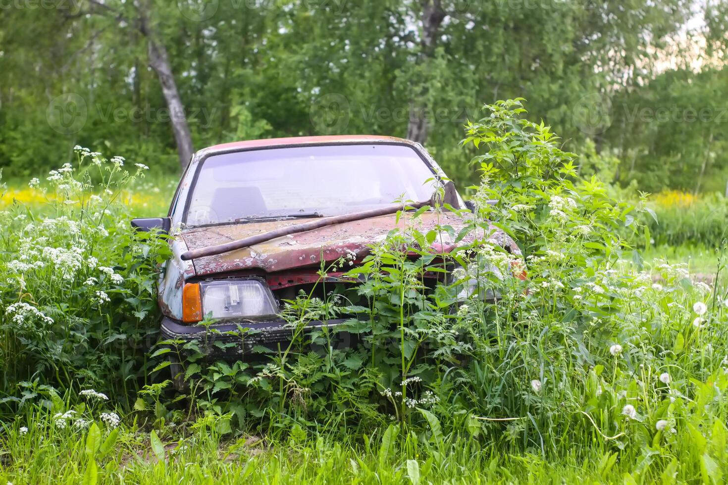 Abandoned car overgrown with nettle wild plants. photo