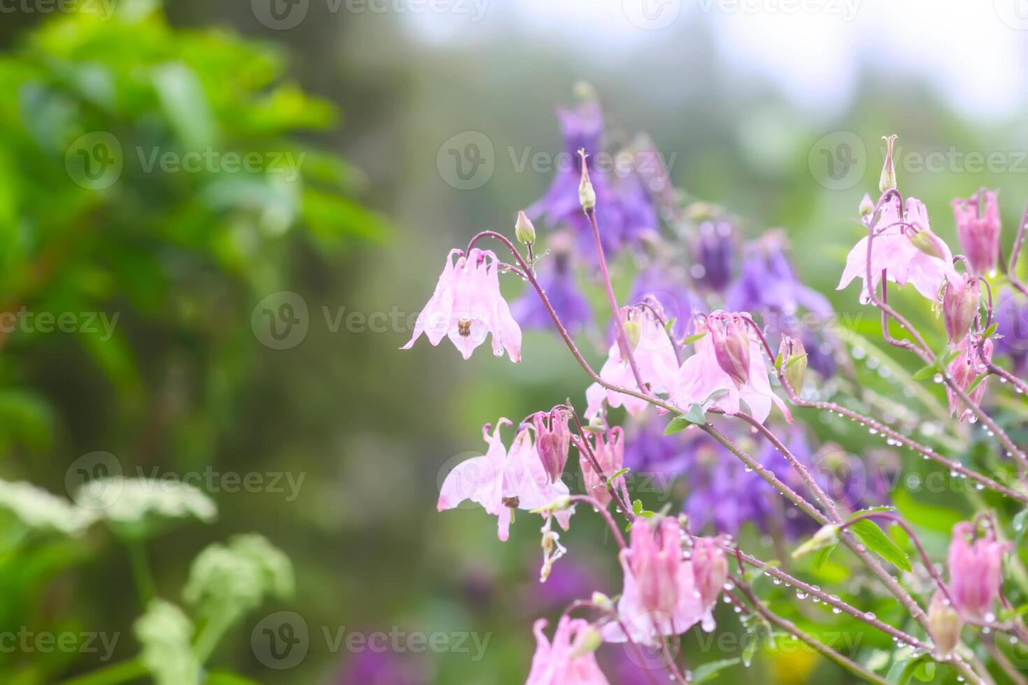 Columbine or Aquilegia flowers blossoms in the flower garden. photo
