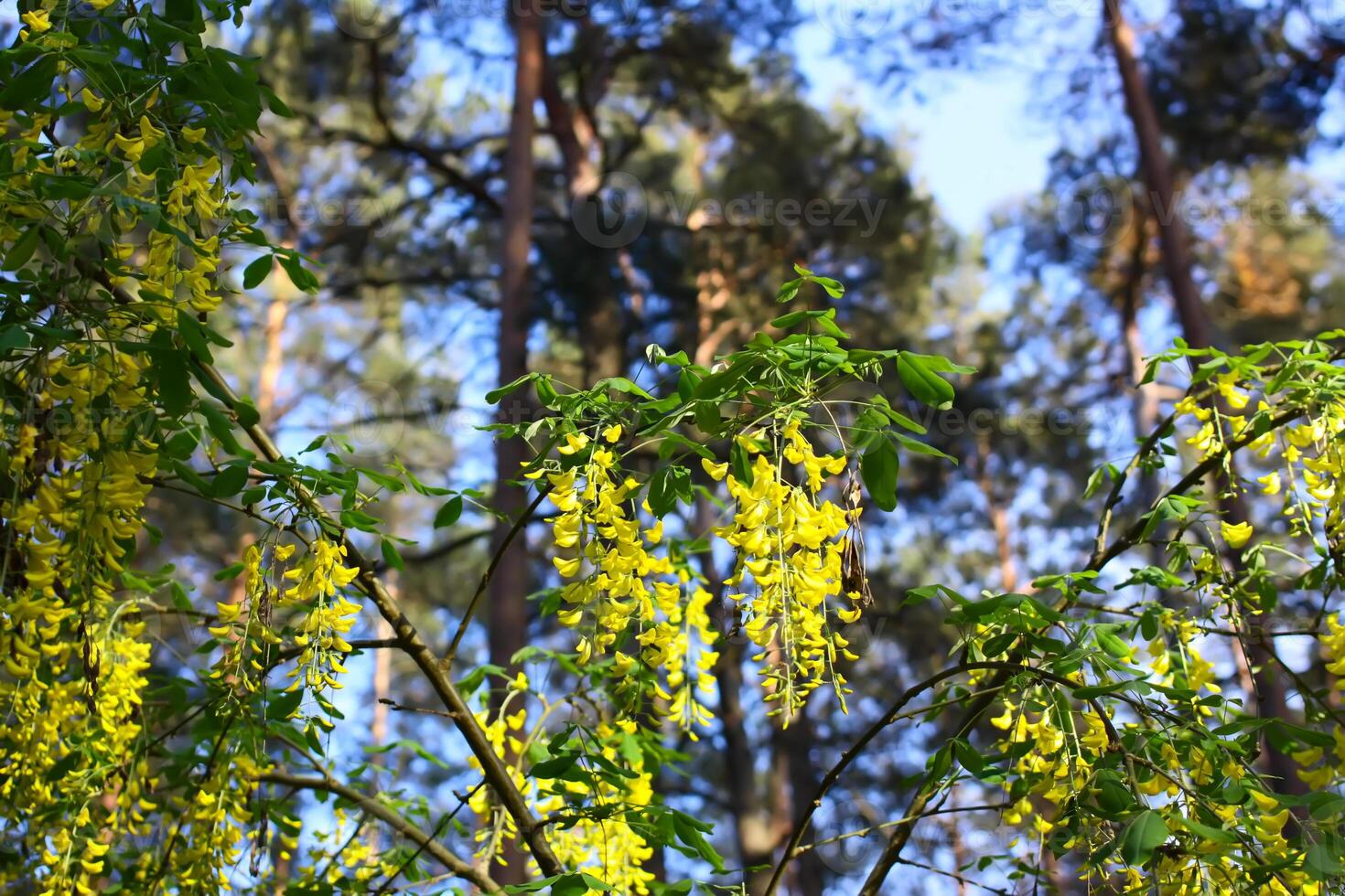Yellow acacia flowers in sunlight. Nature view in summer evening. photo