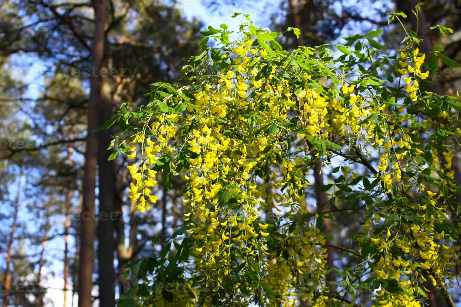 Yellow acacia flowers in sunlight. Nature view in summer evening. photo