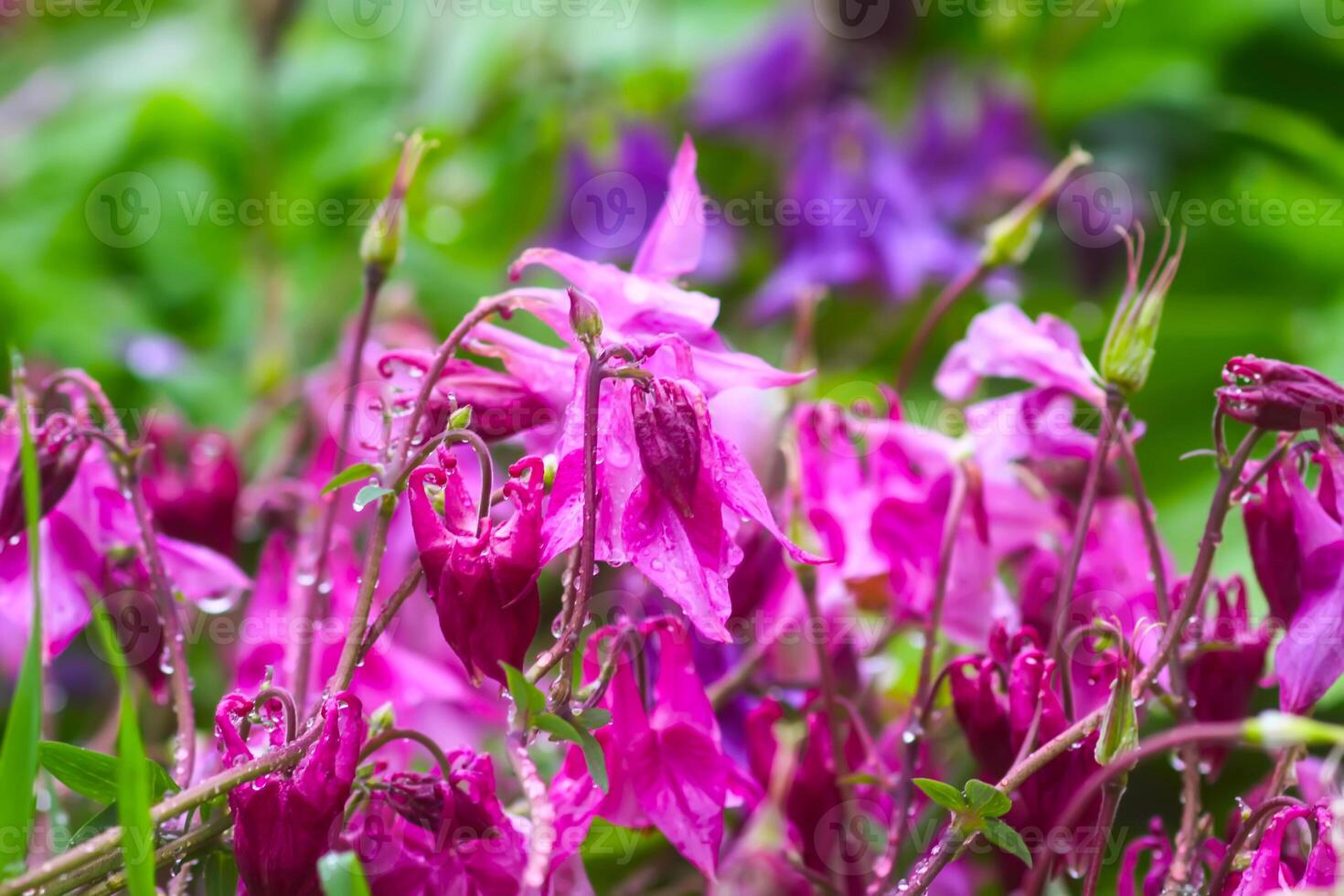 Columbine or Aquilegia flowers blossoms in the flower garden. photo