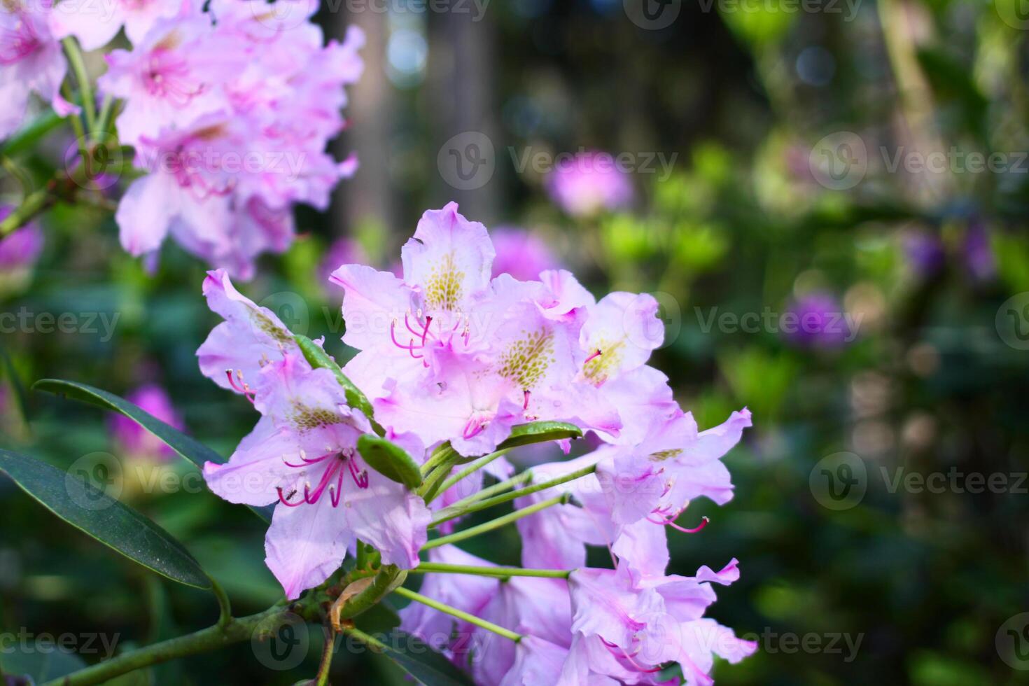 Rhododendron plants in the garden. Pink flowers close up. photo